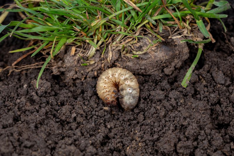 Grub Prevention in Ventura County, CA