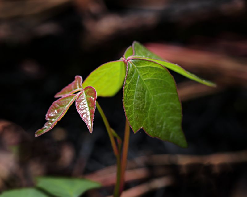 Poison Ivy Removal in Burlington County, NJ