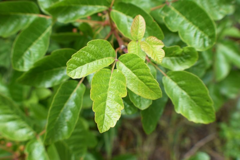 Poison Oak Removal in Ventura County, CA