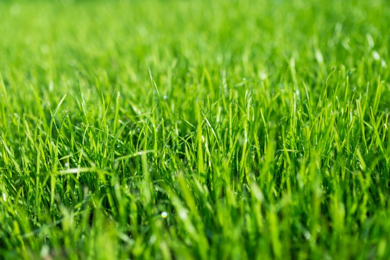 Turf Management Service