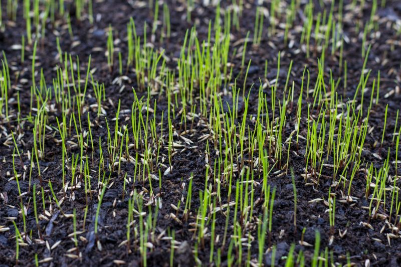 Bermuda Grass Seeding in Honolulu, HI