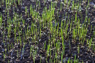 Commercial Grass Seeding in Honolulu, HI