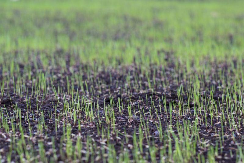 Fall Lawn Seeding in Ventura County, CA