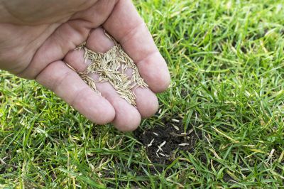 Grass Seed Installation in Ventura County, CA