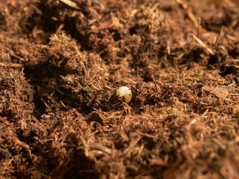 Grub Prevention in Ventura County, CA