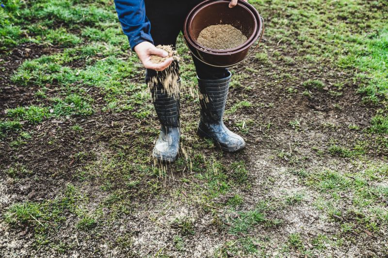 Lawn Seeding in Honolulu, HI