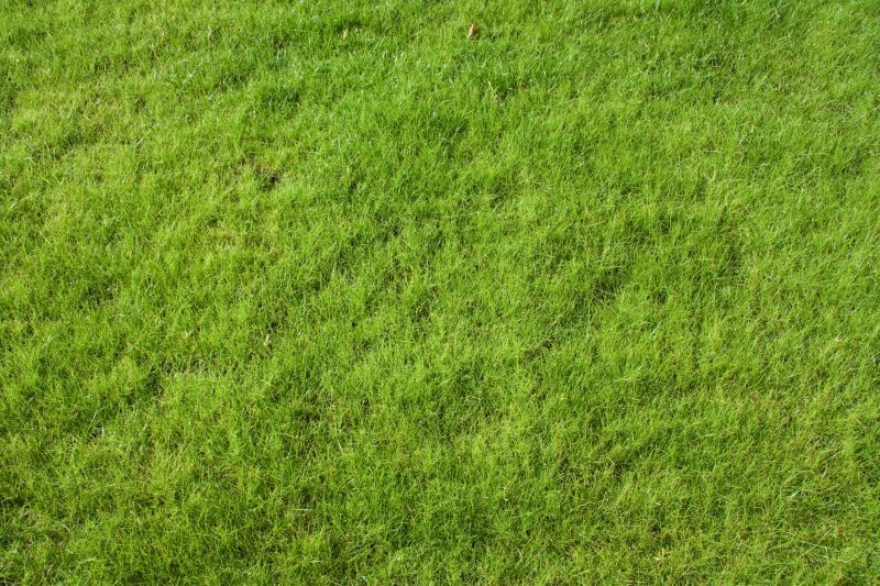 New Construction Lawn Seeding in Ventura County, CA