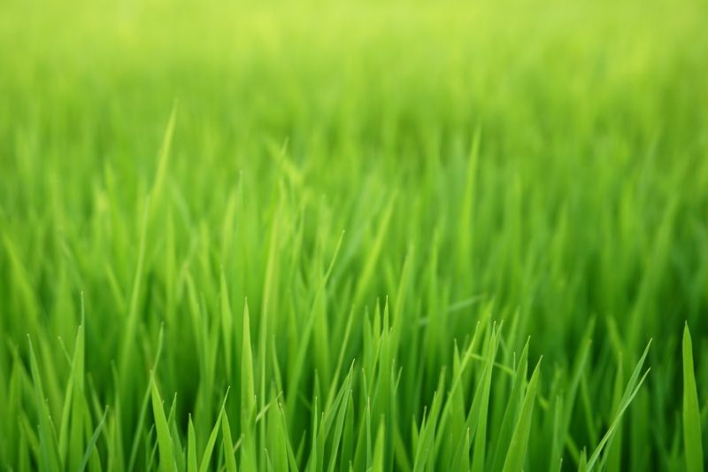 New Lawn Seeding in Ventura County, CA