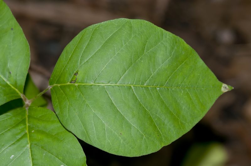 Poison Ivy Removal in Doylestown, PA