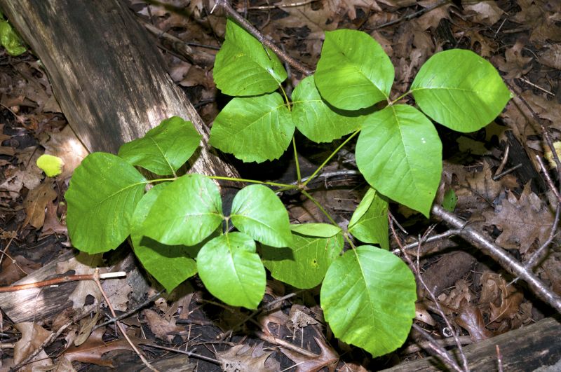 Poison Ivy Removal in Philadelphia, PA