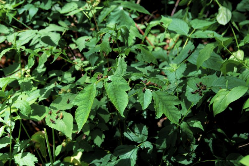Poison Ivy Removal in Lancaster, PA