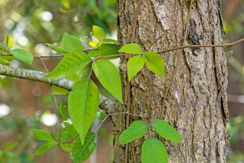 Poison Ivy Removal in Lancaster, PA