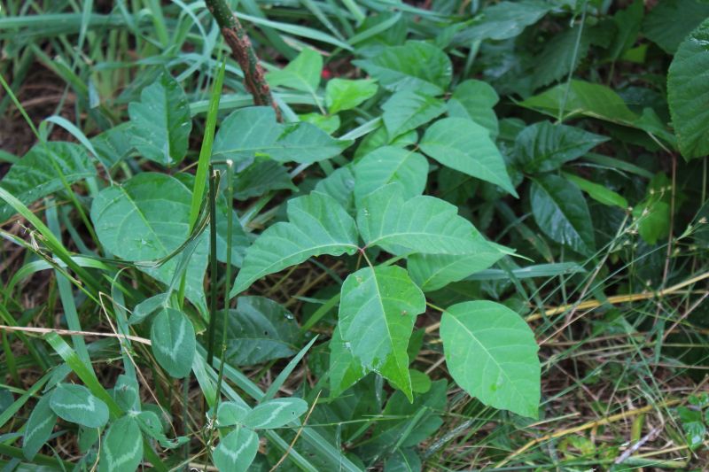 Poison Ivy Removal in Ventura County, CA