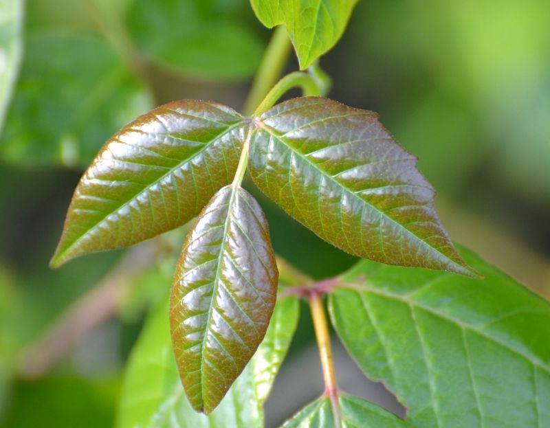 Poison Ivy Removal in Burlington County, NJ