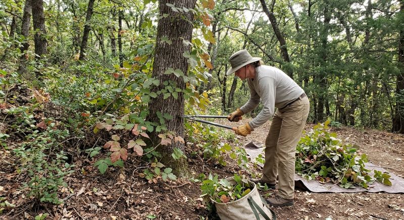 Poison Oak Removal in Bel Air, MD