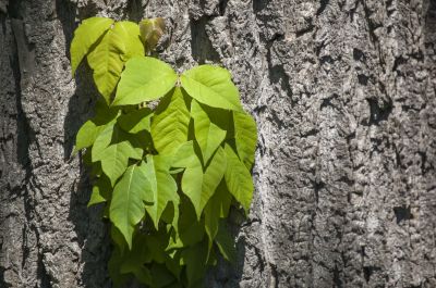 Poison Oak Removal in Montgomery County, PA