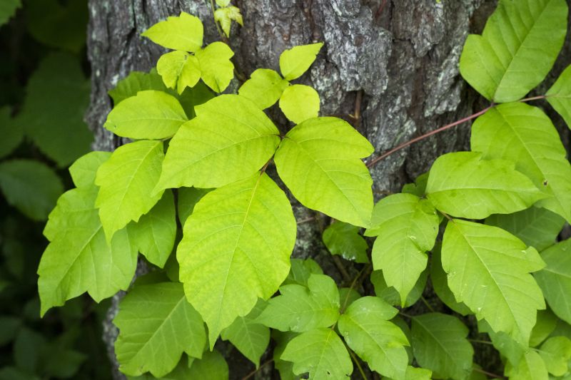 Poison Oak Removal in Lancaster, PA