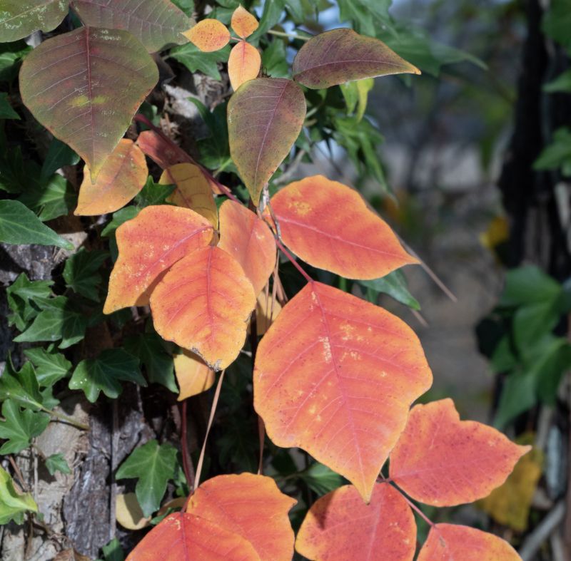 Poison Oak Removal in Ventura County, CA