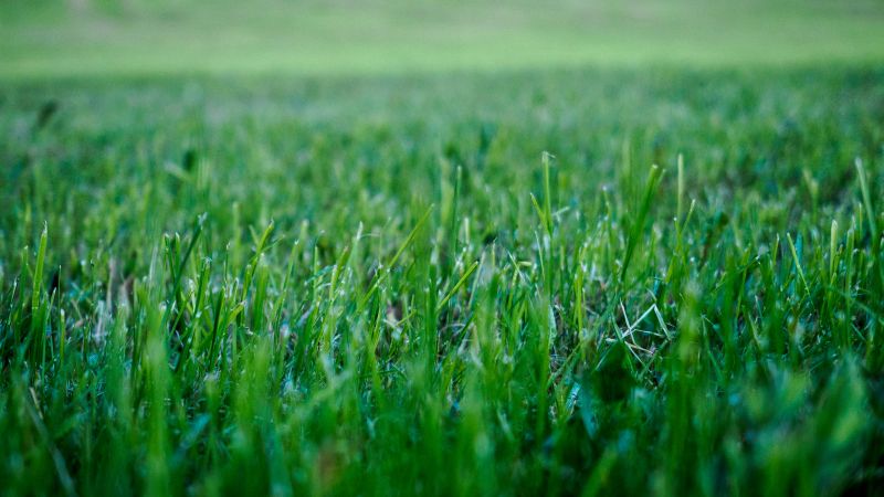 Healthy Turf Close-Up